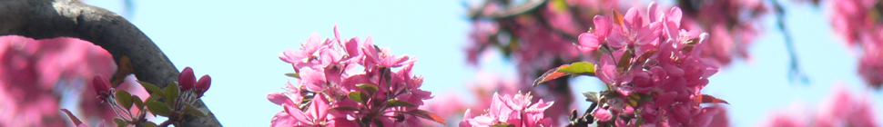 Holly Witteman random header image